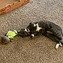Convict is registered to the contest to win money with this photo: animal, animal_interaction, box, carpet, cat, collar, curious, domestic, empty_box, floor, gray_cat, indoor, lettuce, pet, relaxed, reptile, side_view, small_turtle, turtle, white_paws