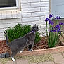 Convict is registered to the contest to win money with this photo: animal, brick_wall, cat, curious, daylight, flower, garden, garden_bed, gray_cat, greenery, nature, outdoor, paved_walkway, pet, plant, purple_collar, purple_flower, side_view, white_paws, window