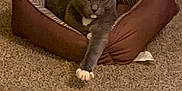 Convict is registered to the contest to win money with this photo: animal, bed, carpet, cat, comfortable, cozy, cute, domestic_animal, feline, fur, gray_cat, household, indoor, mammal, paw, pet_bed, relaxed, resting, stretching, white_paws