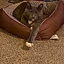 animal, bed, carpet, cat, comfortable, cozy, cute, domestic_animal, feline, fur, gray_cat, household, indoor, mammal, paw, pet_bed, relaxed, resting, stretching, white_paws