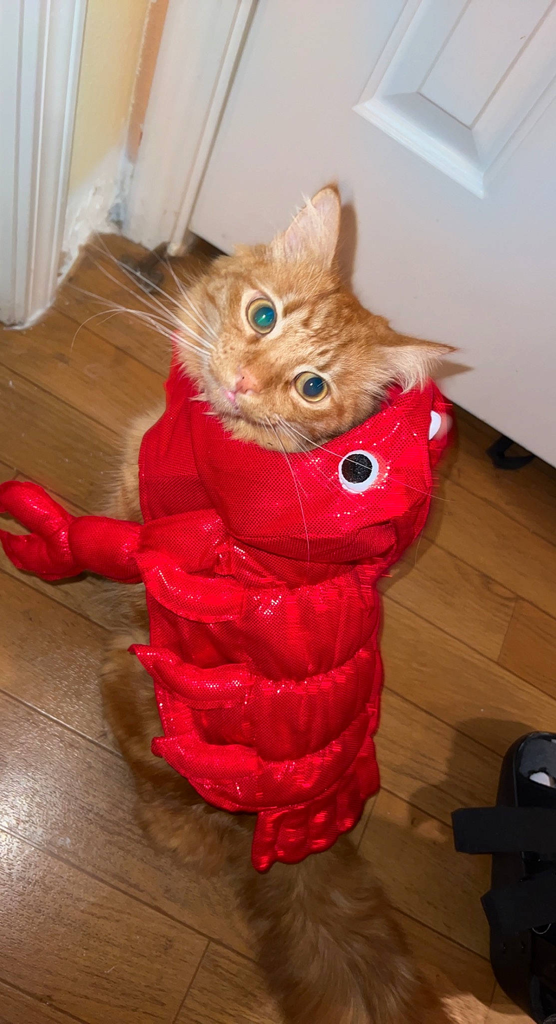 Hobbs joined the competition — help win amazing prizes! companion_dog, event, fashion_accessory, fawn, felidae, fictional_character, floor, flooring, fur, glove, hardwood, holiday, small_to_medium_sized_cats, snout, stuffed_toy, tail, whiskers, wood, wood_stain, wool