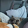 Leya a rejoint le concours — aidez-le/la à gagner de superbes lots ! dog, sleeping, car_interior, backseat, pillow, blanket, seatbelt, resting, two_dogs, canine, pet, travel, striped_pillow, fur, collar, cozy, companion, domestic_animal, comfort, relaxation