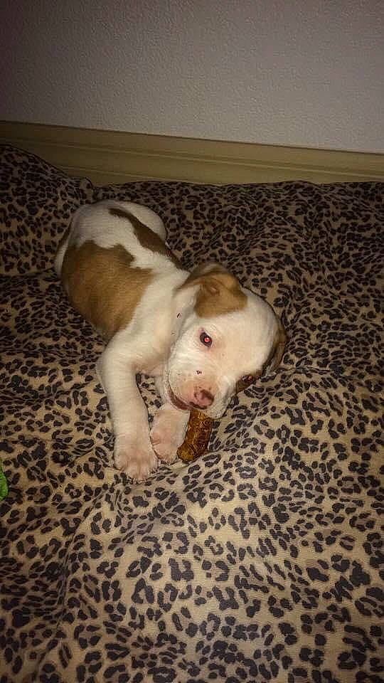 Louie joined the competition — help win amazing prizes! american_bulldog, american_pit_bull_terrier, american_staffordshire_terrier, canidae, carnivore, dog, dog_breed, fawn, mammal, non_sporting_group, pachon_navarro, pit_bull, puppy, sporting_group, vertebrate