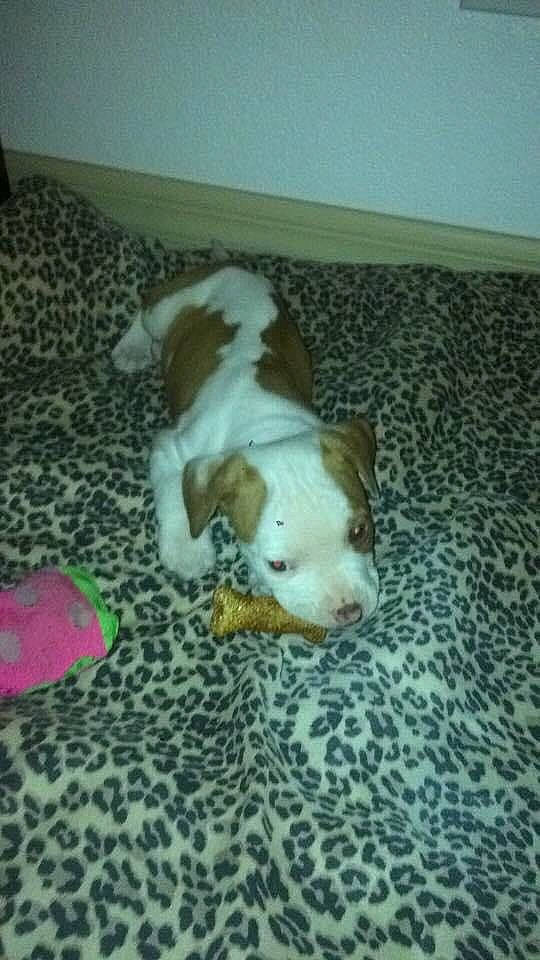 Louie is registered to the contest to win money with this photo: american_bulldog, american_pit_bull_terrier, bulldog, canidae, carnivore, companion_dog, dog, dog_breed, fawn, mammal, non_sporting_group, pit_bull, puppy, shih_tzu