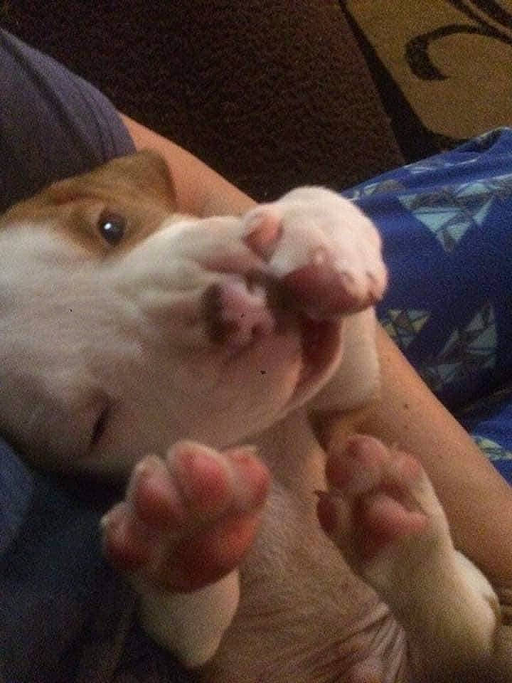 Louie joined the competition — help win amazing prizes! american_bulldog, american_pit_bull_terrier, american_staffordshire_terrier, bulldog, canidae, carnivore, dog, dog_breed, dogo_argentino, fawn, mammal, non_sporting_group, nose, pit_bull, puppy, puppy_love, sporting_group, vertebrate