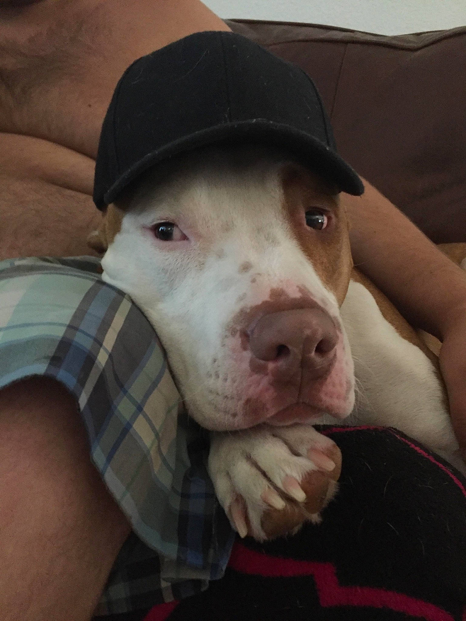 Louie joined the competition — help win amazing prizes! american_pit_bull_terrier, american_staffordshire_terrier, bull_and_terrier, canidae, carnivore, dog, dog_breed, fawn, mammal, non_sporting_group, nose, pit_bull, rare_breed_dog, snout, sporting_group, vertebrate