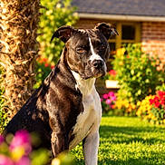Sya participe au concours pour gagner de l'argent avec cette photo : dog, pit_bull, canine, pet, portrait, sitting, outdoor, garden, flowers, grass, palm_tree, house, suburban, sunlight, short_hair, black_and_white, brown_coat, white_chest, floppy_ears, animal_photography