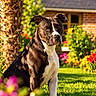 dog, pit_bull, canine, pet, portrait, sitting, outdoor, garden, flowers, grass, palm_tree, house, suburban, sunlight, short_hair, black_and_white, brown_coat, white_chest, floppy_ears, animal_photography