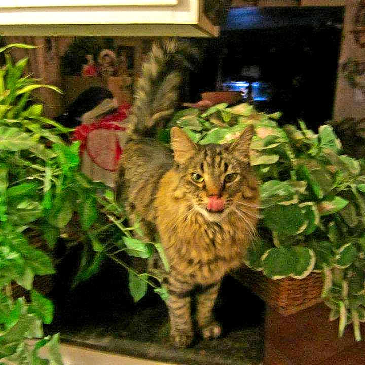 Kissifer joined the competition — help win amazing prizes! asian, bengal, bobcat, carnivore, cat, domestic_short_haired_cat, dragon_li, european_shorthair, felidae, grass, mammal, organism, pixie_bob, plant, small_to_medium_sized_cats, tabby_cat, tree, whiskers, wild_cat, wildlife