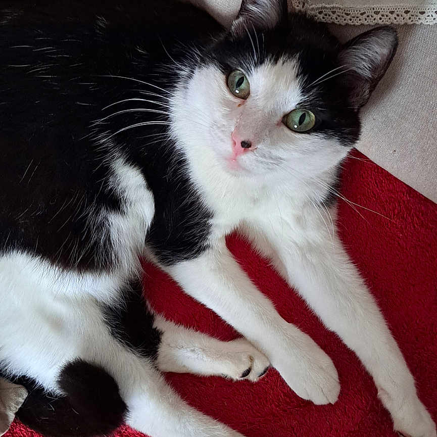 Tsuica a rejoint le concours — aidez-le/la à gagner de superbes lots ! animal, black, black_and_white, blanket, cat, cozy, cushion, cute, feline, fur, green_eyes, home, indoor, looking_at_camera, lying_down, pet, red, relaxed, whiskers, white