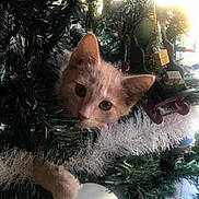 Sophie joined the competition — help win amazing prizes! cat, kitten, christmas_tree, ornament, holiday, decorations, playful, pet, greenery, white_ornament, blue_ornament, festive, paw, curious, indoors, celebration, tinsel, cute, animal, christmas