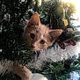 cat, kitten, christmas_tree, ornament, holiday, decorations, playful, pet, greenery, white_ornament, blue_ornament, festive, paw, curious, indoors, celebration, tinsel, cute, animal, christmas