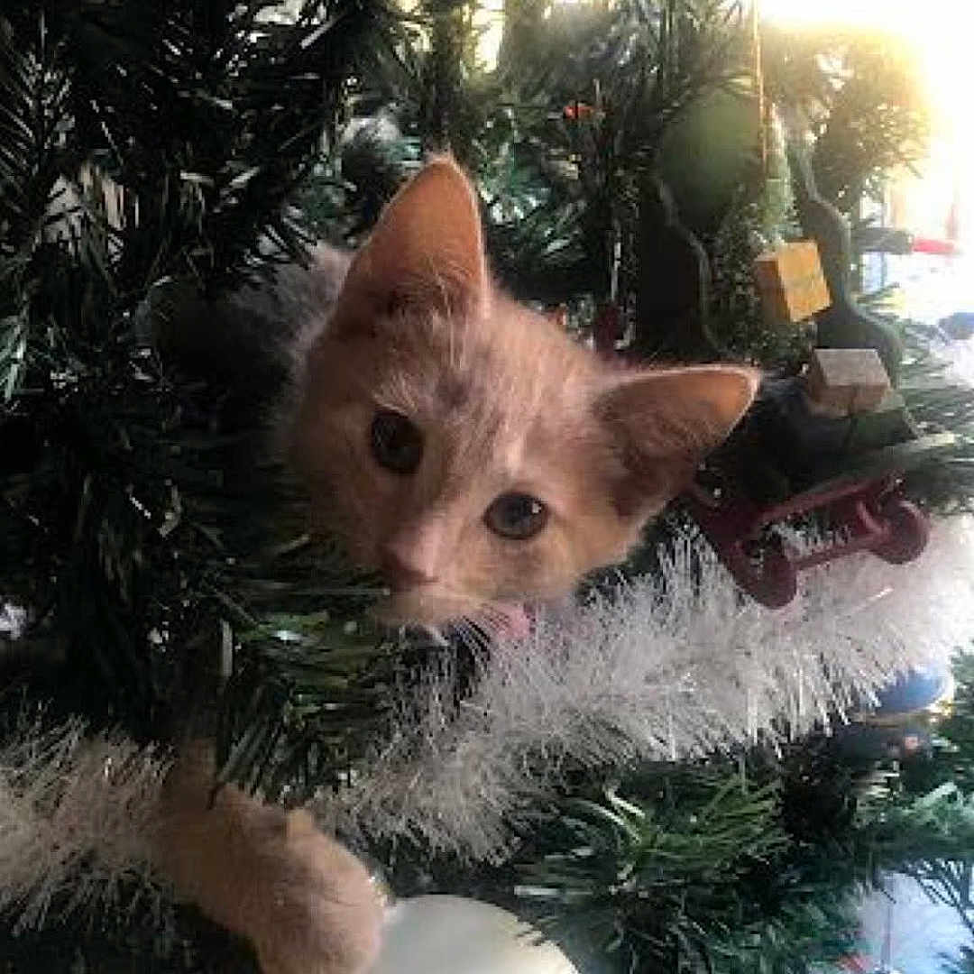 Sophie joined the competition — help win amazing prizes! animal, blue_ornament, cat, celebration, christmas, christmas_tree, curious, cute, decorations, festive, greenery, holiday, indoors, kitten, ornament, paw, pet, playful, tinsel, white_ornament