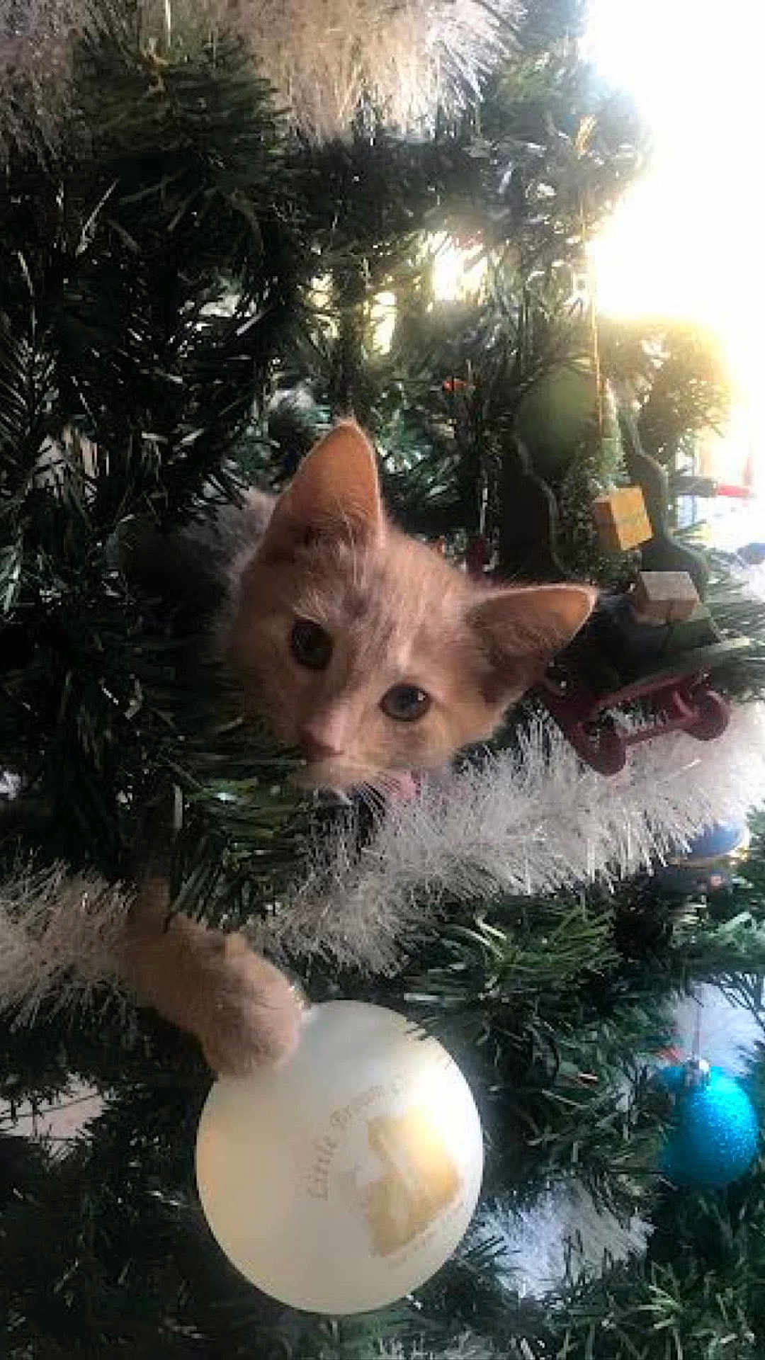 Sophie joined the competition — help win amazing prizes! cat, kitten, christmas_tree, ornament, holiday, decorations, playful, pet, greenery, white_ornament, blue_ornament, festive, paw, curious, indoors, celebration, tinsel, cute, animal, christmas