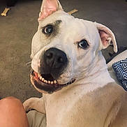 Fendi is registered to the contest to win money with this photo: dog, pet, smiling, indoor, carpet, white_dog, ears, teeth, snout, animal, canine, looking_back, friendly, closeup, companion, cute, domestic_animal, happy, fur, tongue