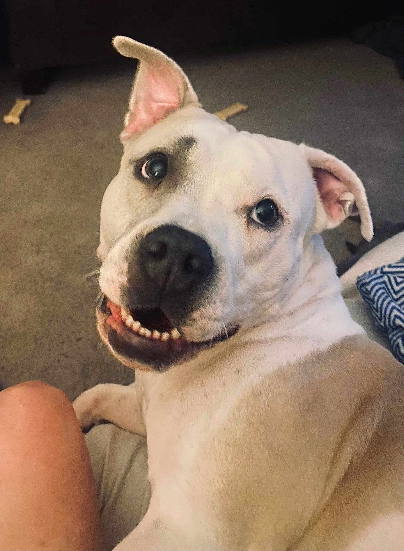 Fendi is registered to the contest to win money with this photo: dog, pet, smiling, indoor, carpet, white_dog, ears, teeth, snout, animal, canine, looking_back, friendly, closeup, companion, cute, domestic_animal, happy, fur, tongue