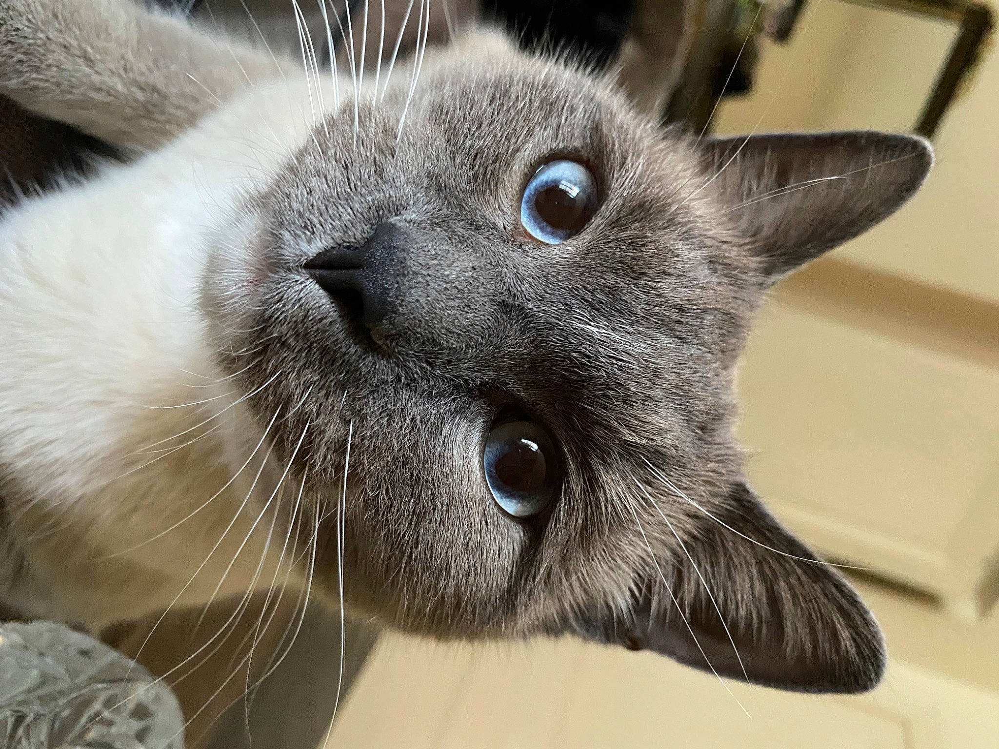 Socquette a rejoint le concours — aidez-le/la à gagner de superbes lots ! carnivore, cat, close_up, domestic_short_haired_cat, felidae, fur, iris, siamese, small_to_medium_sized_cats, snout, terrestrial_animal, whiskers