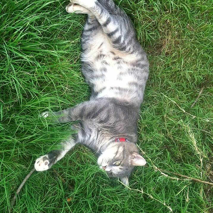 Tom