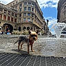 dog, small_dog, water_fountain, urban, city_square, historic_buildings, blue_sky, leash, sidewalk, pedestrian, architecture, daytime, outdoor, animal, pet, canine, street, people, sunny, travel