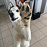 Toky a rejoint le concours — aidez-le/la à gagner de superbes lots ! animal, black_fur, cabinet, canine, closeup, dog, domestic, door, floor, houseplant, husky, indoor, kitchen, paw, pet, playful, raised_paw, smiling, tile_floor, white_fur