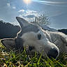 animal, blue_sky, close_up, clouds, daytime, dog, ears, fur, grass, husky, lying_down, nature, outdoor, peaceful, pet, relaxed, sky, snout, sun, sunlight