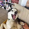 animal, books, bookshelf, couch, cozy, dog, fur, hand, happy_dog, home, husky, indoor, mouth_open, paw, pet, relaxed, scratching, smiling, tile_floor, yellow_couch