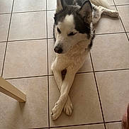 Toky participe au concours pour gagner de l'argent avec cette photo : animal, calm, canine, crossed_paws, dog, domestic_animal, ear, floor, fur, home, husky, indoor, laying_down, paws, pet, quiet, resting, snout, tail, tile