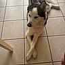animal, calm, canine, crossed_paws, dog, domestic_animal, ear, floor, fur, home, husky, indoor, laying_down, paws, pet, quiet, resting, snout, tail, tile