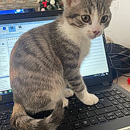 Aina participe au concours pour gagner de l'argent avec cette photo : kitten, cat, laptop, keyboard, indoor, pet, animal, technology, christmas_tree, blurred_background, curious, fur, whiskers, paw, sitting, closeup, home, office, disruption, cute