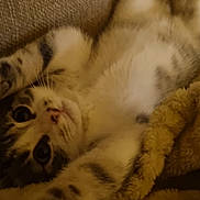 Aina a rejoint le concours — aidez-le/la à gagner de superbes lots ! animal, blanket, cat, closeup, couch, cozy, cute, face, feline, fur, home, indoor, lying_down, paw, pet, relaxed, soft, stretching, tabby, whiskers