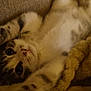 animal, blanket, cat, closeup, couch, cozy, cute, face, feline, fur, home, indoor, lying_down, paw, pet, relaxed, soft, stretching, tabby, whiskers