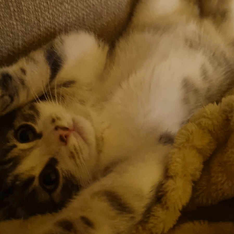 Aina a rejoint le concours — aidez-le/la à gagner de superbes lots ! animal, blanket, cat, closeup, couch, cozy, cute, face, feline, fur, home, indoor, lying_down, paw, pet, relaxed, soft, stretching, tabby, whiskers