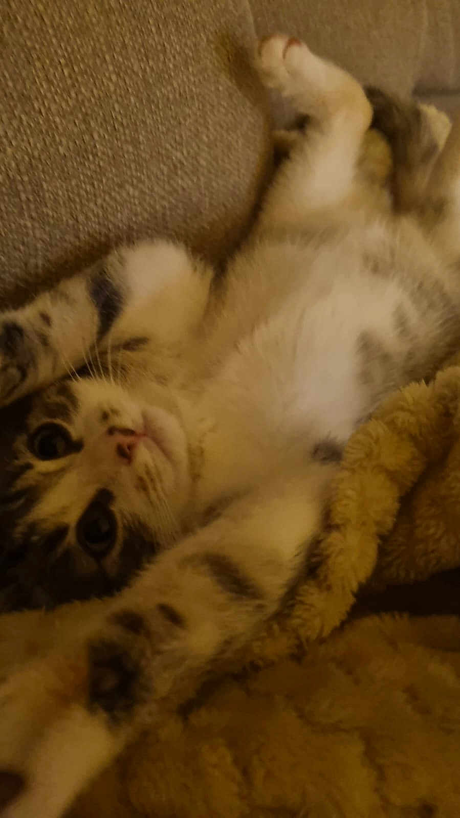 Aina a rejoint le concours — aidez-le/la à gagner de superbes lots ! animal, blanket, cat, closeup, couch, cozy, cute, face, feline, fur, home, indoor, lying_down, paw, pet, relaxed, soft, stretching, tabby, whiskers