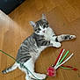 kitten, gray_and_white, cat, toy, ribbons, red_ball, wooden_floor, playful, indoor, pet, animal, cute, young_cat, fur, whiskers, paws, alert, domestic, feline, resting