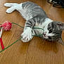 kitten, cat, playing, toy, string, floor, wooden_floor, pet, animal, gray_cat, white_cat, indoor, cute, paws, whiskers, young_cat, curious, lying_down, close_up, domestic_cat
