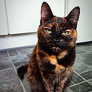 Nala is registered to the contest to win money with this photo: cat, tortoiseshell, pet, animal, feline, green_eyes, sitting, floor, tile_floor, indoor, fur, whiskers, ears, portrait, looking_at_camera, domestic_cat, cute, close_up, household, companion