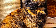 Nala joined the competition — help win amazing prizes! cat, tortoiseshell, green_eyes, feline, pet, indoor, scratching_post, fur, animal, sitting, shelf, close_up, domestic_cat, whiskers, ears, cute, cozy, portrait, furry, resting