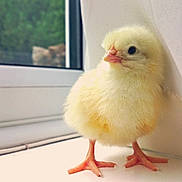 Jester is registered to the contest to win money with this photo: