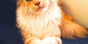 Aslan is registered to the contest to win money with this photo: cat, fluffy, orange, white, paws_crossed, couch, indoor, pet, fur, relaxed, closeup, portrait, animal, feline, whiskers, ears, tail, resting, soft_light, cozy