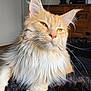 cat, maine_coon, orange_cat, white_fur, long_hair, whiskers, green_eyes, pet, indoor, feline, relaxed, close_up, fluffy, animal, cute, soft_light, resting, home, fur, portrait