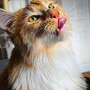 Aslan is registered to the contest to win money with this photo: cat, fluffy, orange, white, tongue, licking, whiskers, green_eyes, close_up, pet, feline, curious, indoor, portrait, soft_light, fur, animal, cute, playful, domestic_cat