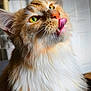 cat, fluffy, orange, white, tongue, licking, whiskers, green_eyes, close_up, pet, feline, curious, indoor, portrait, soft_light, fur, animal, cute, playful, domestic_cat