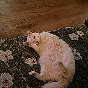 Athena is registered to the contest to win money with this photo: animal, belly_up, cat, cozy, cute, domestic_cat, feline, floor, floral_pattern, fluffy, home, indoor, lying_down, paw, pet, relaxed, resting, rug, tail, white_cat