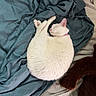 cat, white_cat, sleeping, curled_up, blanket, teal_blanket, beige_blanket, plush_toy, cozy, indoor, pet, fur, resting, relaxed, cute, domestic_animal, animal, bed, soft, nap