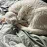 cat, sleeping, white_cat, curled_up, fur, pet, cozy, blanket, fabric, indoor, relaxing, pink_nose, paw, collar, domestic_cat, cute, resting, soft, fur_texture, nap