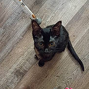 Monster is registered to the contest to win money with this photo: black_cat, kitten, cat, animal, pet, golden_eyes, sitting, wooden_floor, indoor, mop, cleaning_tool, paint_splatter, tail, whiskers, ears, fur, paws, human_feet, painted_toenails, pajamas