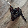 black_cat, kitten, cat, animal, pet, golden_eyes, sitting, wooden_floor, indoor, mop, cleaning_tool, paint_splatter, tail, whiskers, ears, fur, paws, human_feet, painted_toenails, pajamas