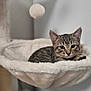 animal, cat, cat_tree, cute, domestic, ears, feline, fur, hammock, household, indoor, kitten, pet, playful, plush, relaxed, resting, tabby, toy, whiskers