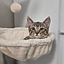Yuna participe au concours pour gagner de l'argent avec cette photo : animal, cat, cozy, curious, cute, ears, eyes, face, fur, furniture, hammock, indoor, kitten, pet, plush, resting, soft, tabby, toy, whiskers