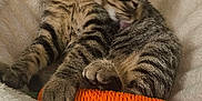 Yuna a rejoint le concours — aidez-le/la à gagner de superbes lots ! animal, carrot, cat, cozy, cute, ears, furniture, furry, grooming, hammock, indoor, kitten, paw, pet, resting, sleepy, soft, tabby, toy, whiskers